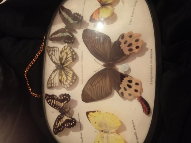 Photo Ensemble de collection de papillon image 2/3