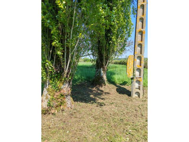 Photo Entretien des espace verts image 2/5