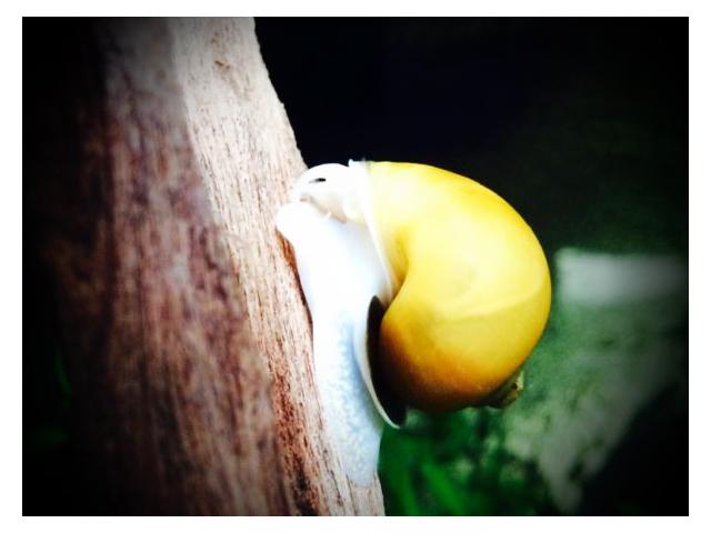 Photo Escargot ampullaire jaune : escargot d'eau douce image 2/2