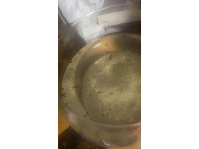 Photo Escargot eau douce image 2/3