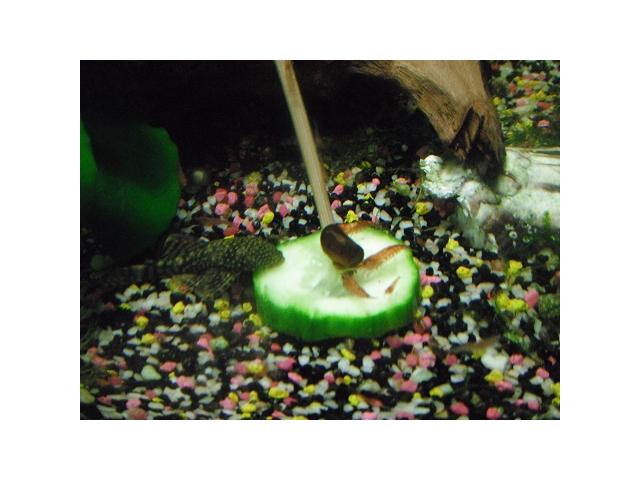 Photo escargots d'aquarium image 2/4