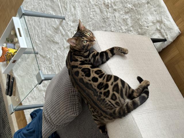 Photo Étalon bengal Loof brown tabby spotted pour saillie image 2/3