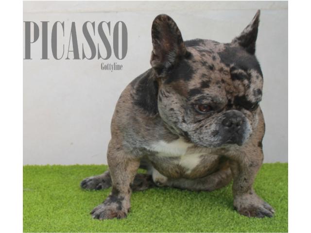 Photo exeptionel bouledogue merle pour saillie image 2/2