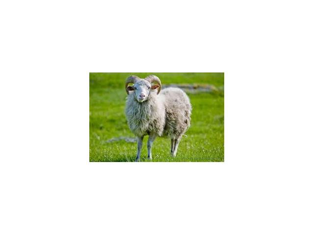 Photo famille de moutons a vendre image 2/3
