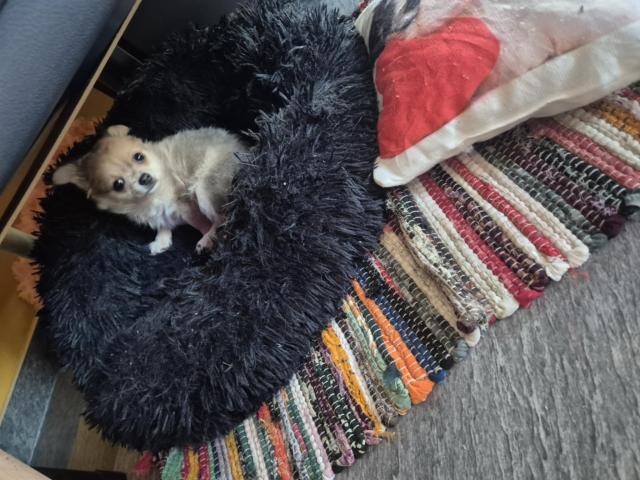 Photo Femelle chihuahua image 2/2