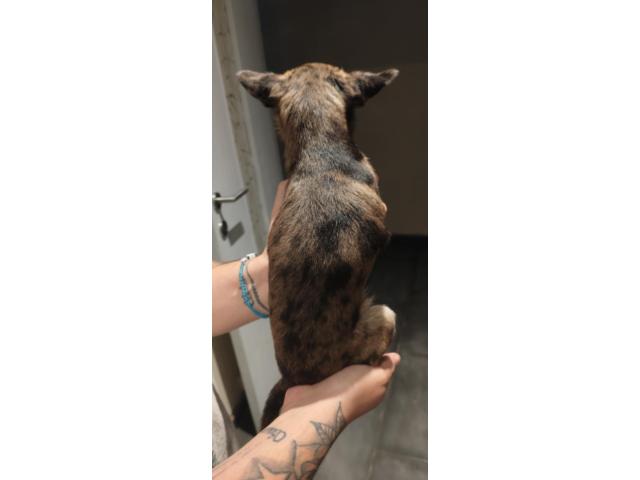 Photo Femelle chihuahua a vendre image 2/2