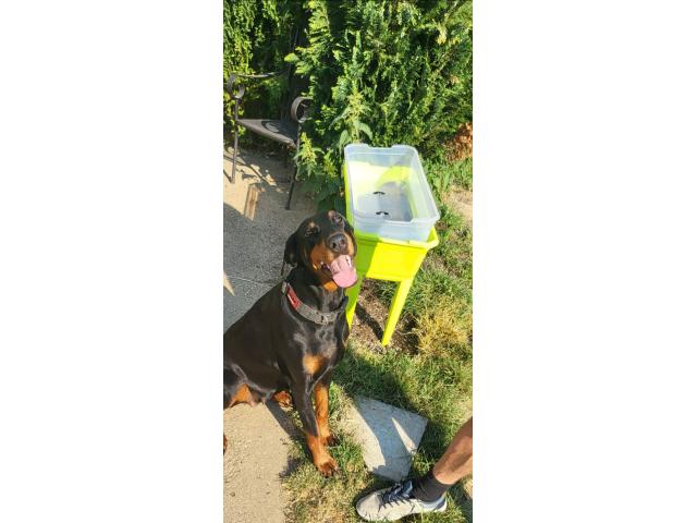 Photo Femelle doberman a donner image 2/2