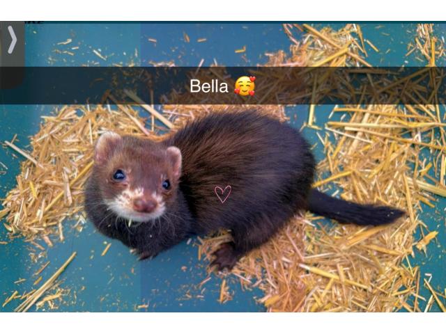 Photo Femelle furets black image 2/3