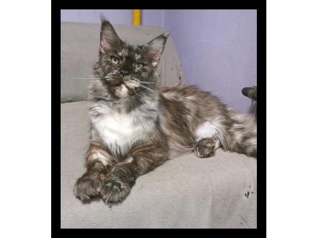 Photo Femelle maine ccon pour retraite image 2/2