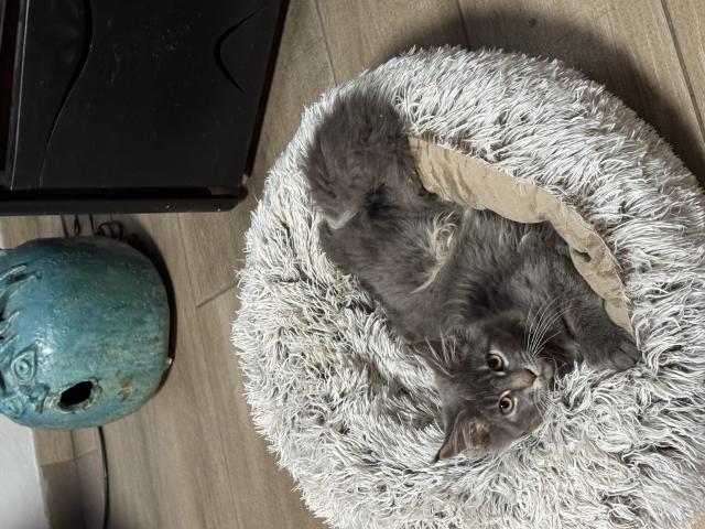 Photo Femelle maine coon image 2/2