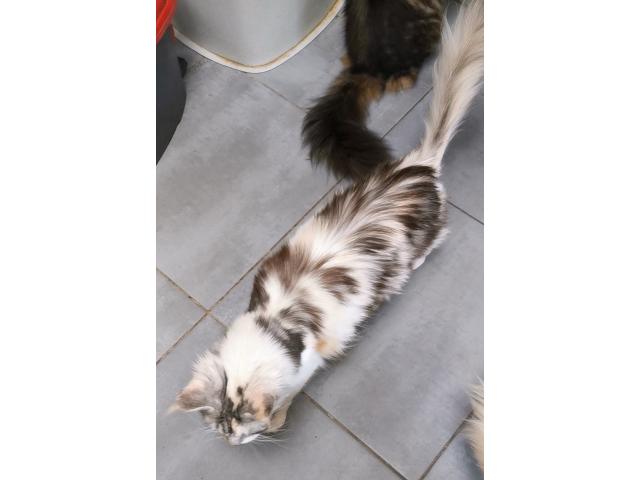 Photo Femelle maine coon a placer image 2/2