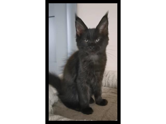 Photo Femelle maine coon loof image 2/4