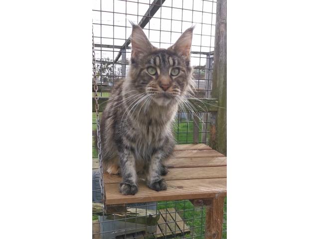 Photo Femelle maine coon pour retraite image 2/2