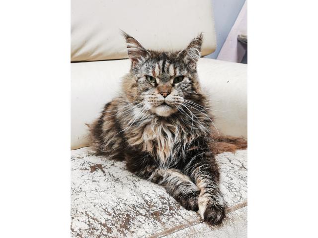Photo Femelle maine coon pour retraite image 2/2