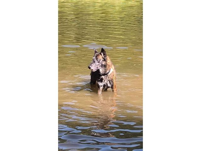 Photo Femelle malinoise avec pedigree image 2/4