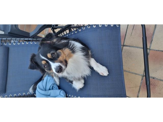 Photo Femelle pour saillie image 2/2