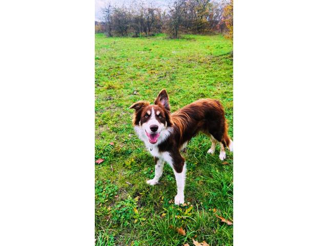 Photo Femelle recherche mâle pour une saillie image 2/3