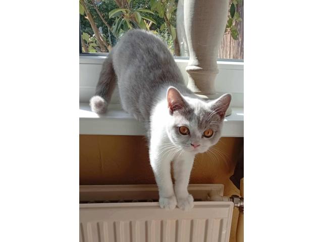 Photo Femelles British shorthair image 2/3