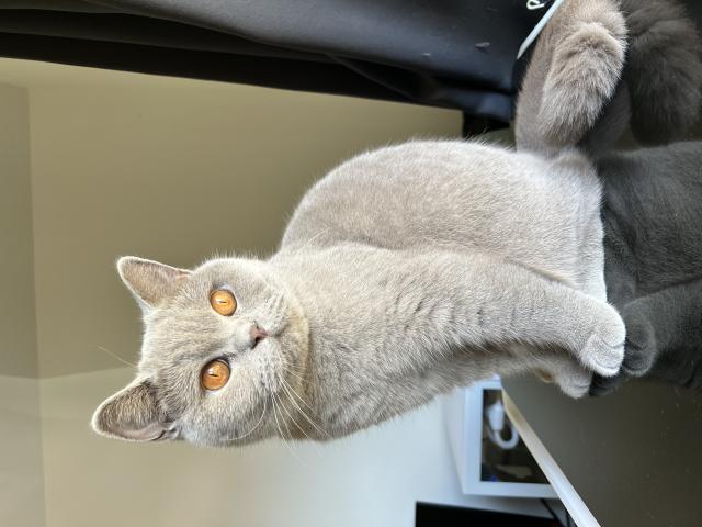 Photo Femelles Britsh image 2/2