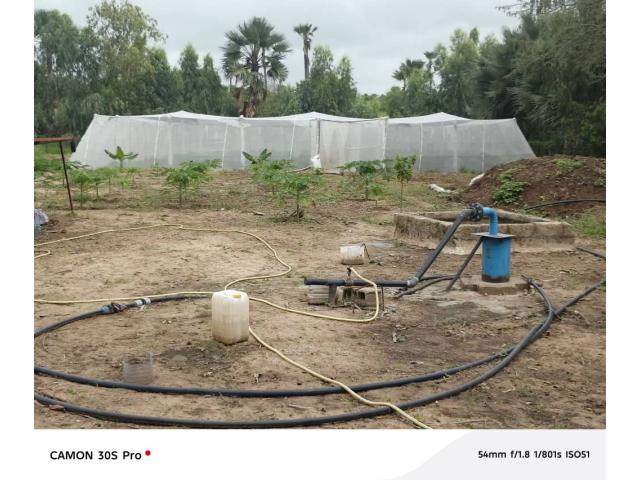 Photo Ferme agricole à vendre à Nguéniène Ndofane Sénégal image 2/6