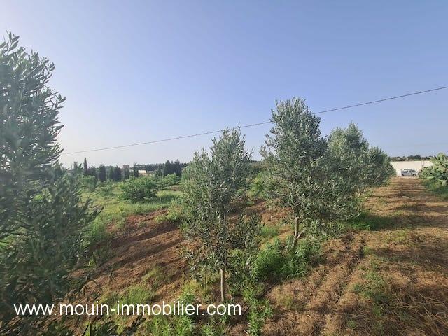 Photo FERME LARA Birbouregba, Borj Hfaiedh  T952 image 2/4