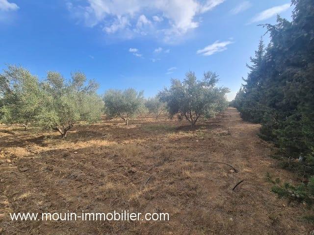 Photo Ferme Pomelo T982 Hammamet vers bouficha image 2/4