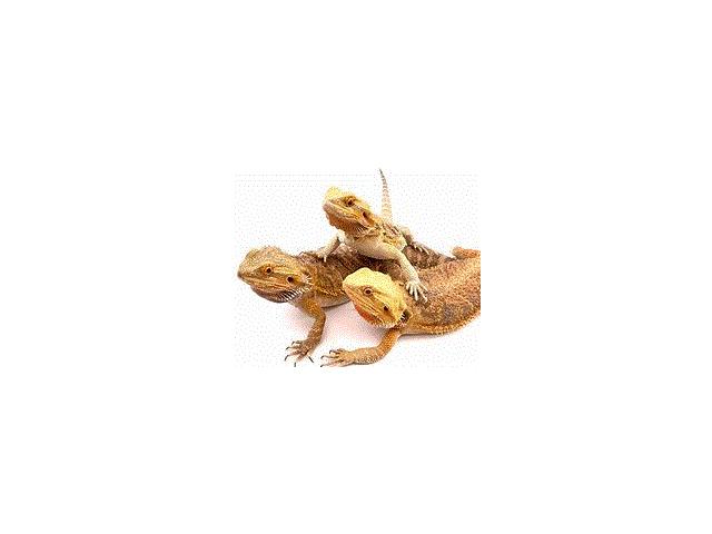 Photo formation au certificat de capacité tout reptiles image 2/2