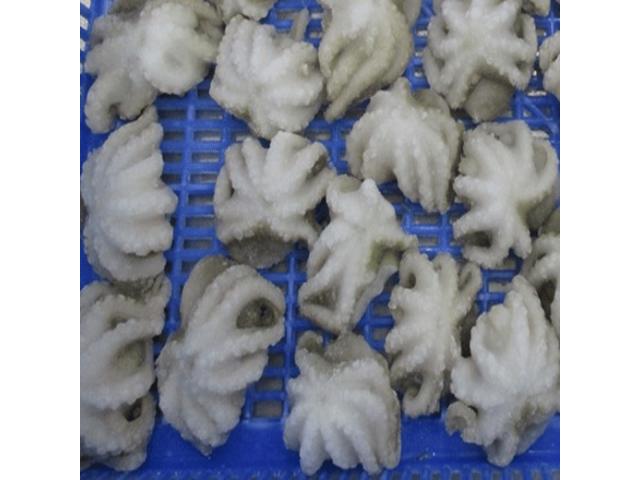 Photo Fournitures de poulpes au Vietnam || Approvisionnement en poulpe vietnamien image 2/2