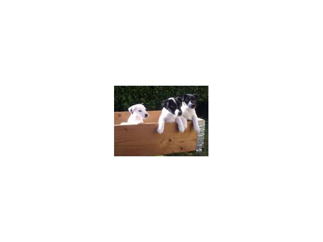 Photo fox  terrier poil lisse pure race LOF image 2/3