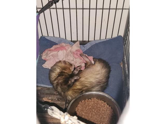 Photo Furet image 2/3