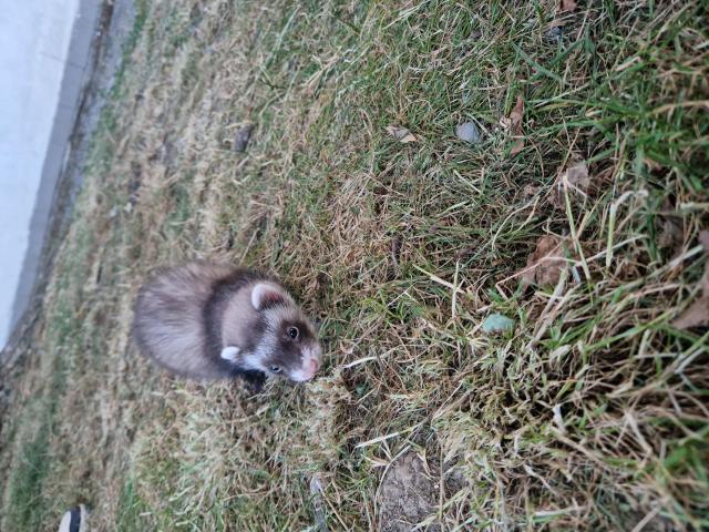 Photo Furetons 2 males et 2 femelles image 2/5