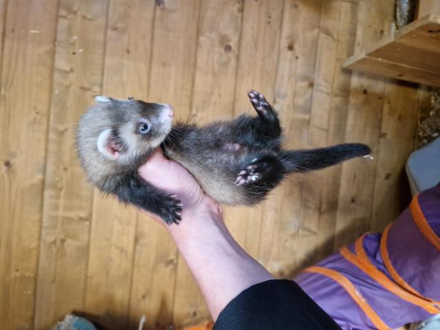 Photo Furetons 3 males et 2 femelles image 2/4