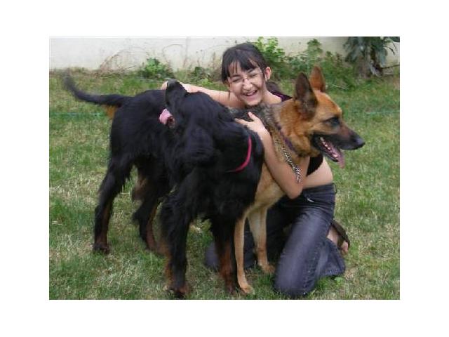 Photo Garde chiens familiale image 2/6