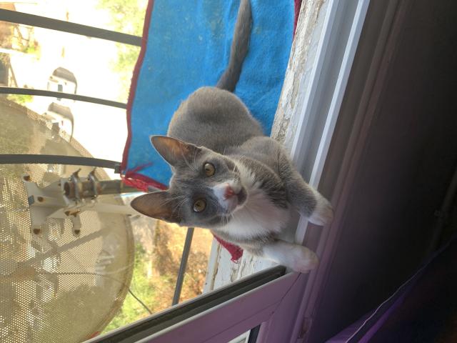 Photo Garde d'animaux image 2/4