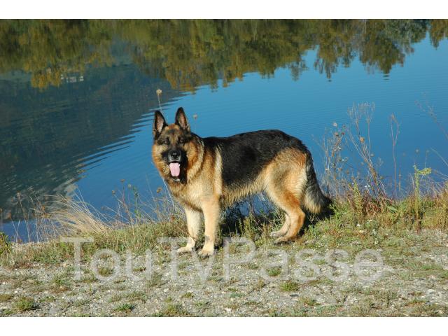 Photo Garde d'animaux  - Promenades image 2/3