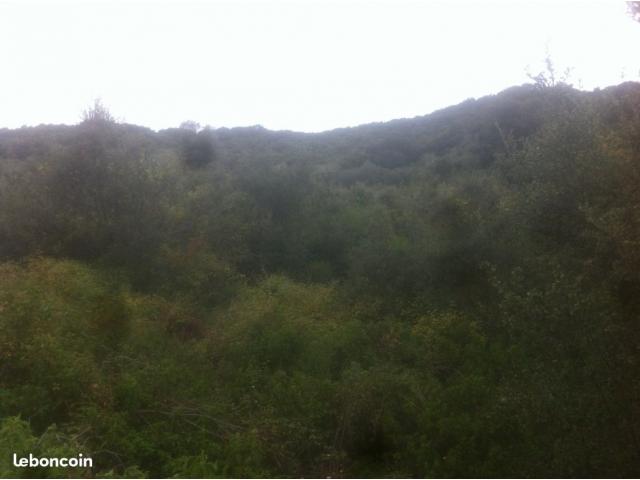 Photo Gd Terrain en bordure de Santa Maria et Grosseto Prugna image 2/3