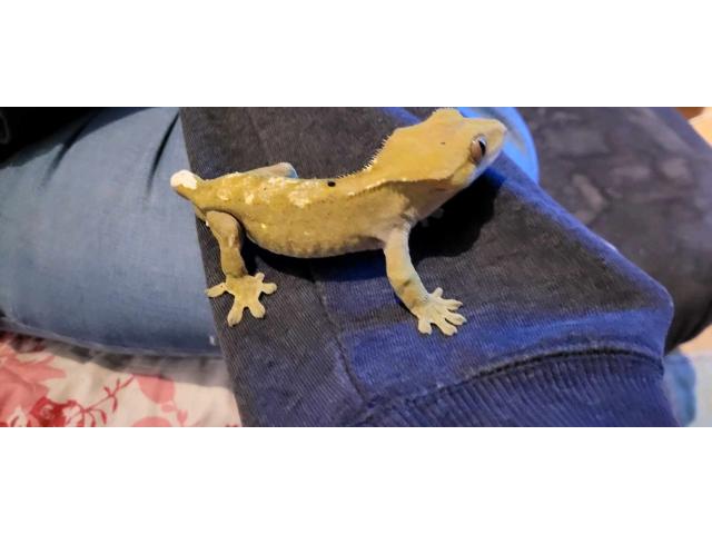 Photo Gecko a crête mâle reproducteur image 2/4