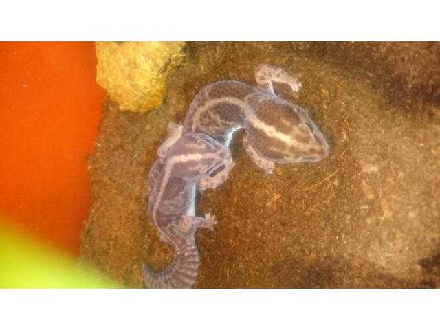 Photo Gecko à queue grasse ligné, le couple +exo terra complet image 2/3