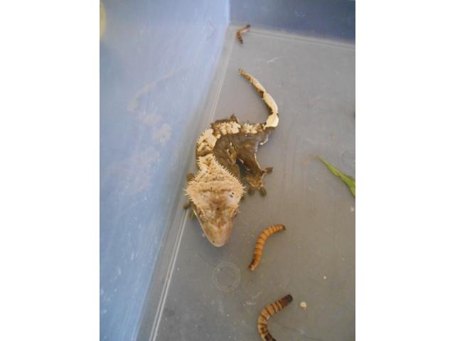 Photo gecko mâle image 2/3