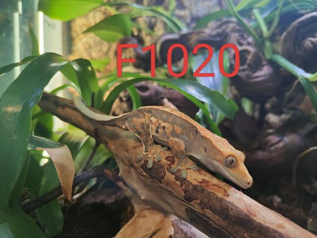 Photo Geckos à crête (2 femelles et 1 mâle) image 2/6