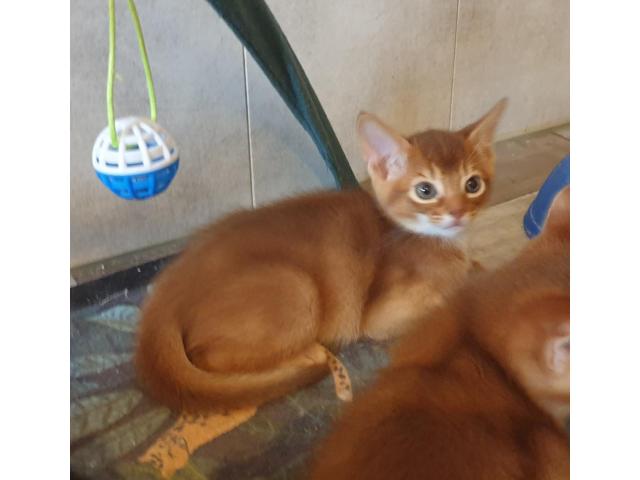 Photo Gentils chatons abyssins de compagnie image 2/3