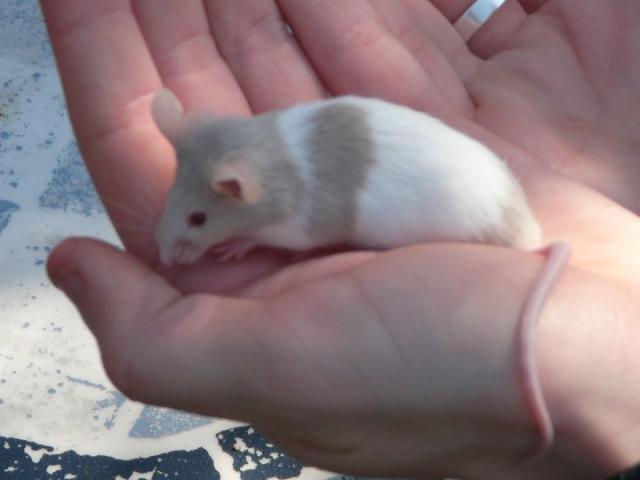 Photo GERBILLE, SOURIS, RAT image 2/4