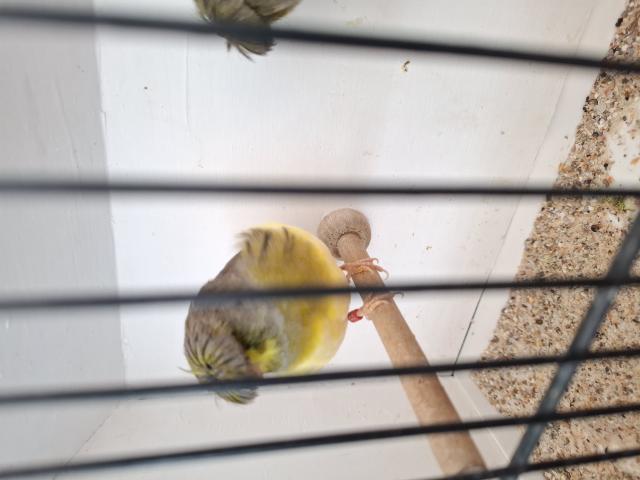 Photo Glosters image 2/2