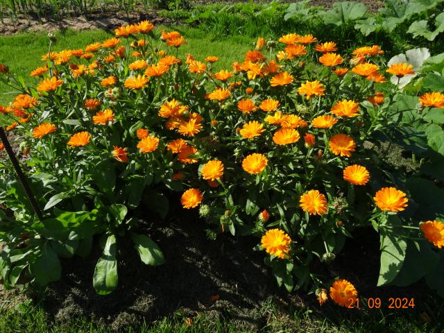 Photo Graines de fleur de souci 3 € image 2/3