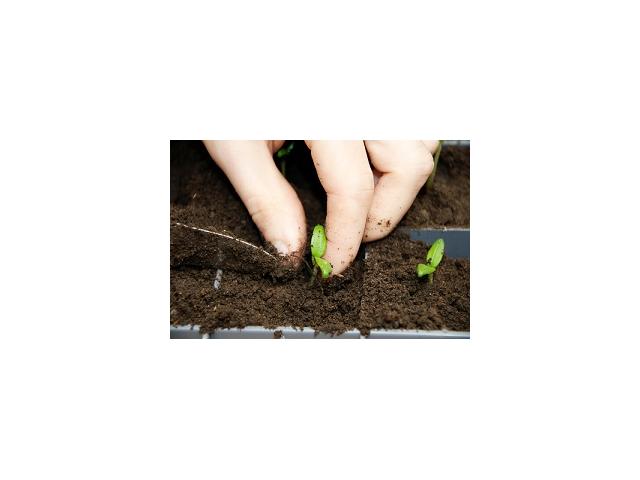 Photo Graines et semences pour jardins, potagers et terrasses image 2/6