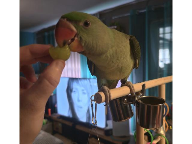 Photo Grand alexandre élevé main image 2/3