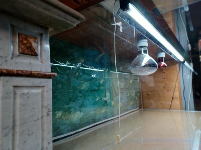 Photo grand terrarium en verre image 2/2