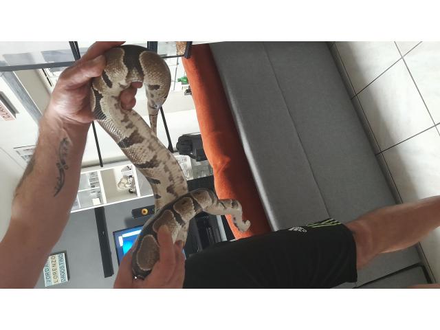 Photo Grand vivarium + 2 python image 2/6