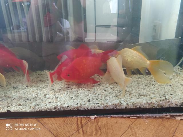 Photo Grands poissons rouges/dorés à vendre image 2/5