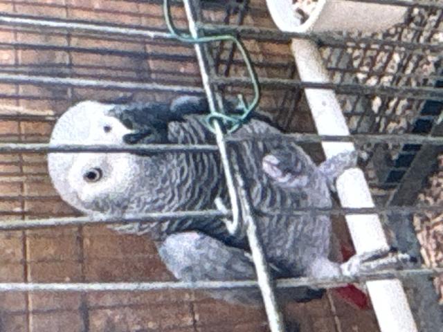 Photo Gris du Gabon image 2/2